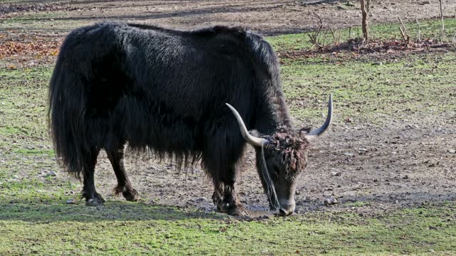 Domestic Yak, Bos mutus grunniens.  A long-haired domesticated bovid found throughout the Himalayan region