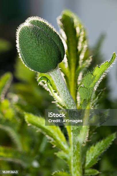 Mak Bud Z Rimlight Papaver Orientale - zdjęcia stockowe i więcej obrazów Bez ludzi - Bez ludzi, Fotografika, Kwiat - Roślina