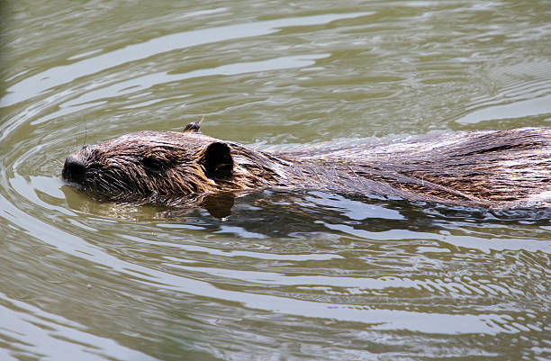 istock European beaver swimming 182813680