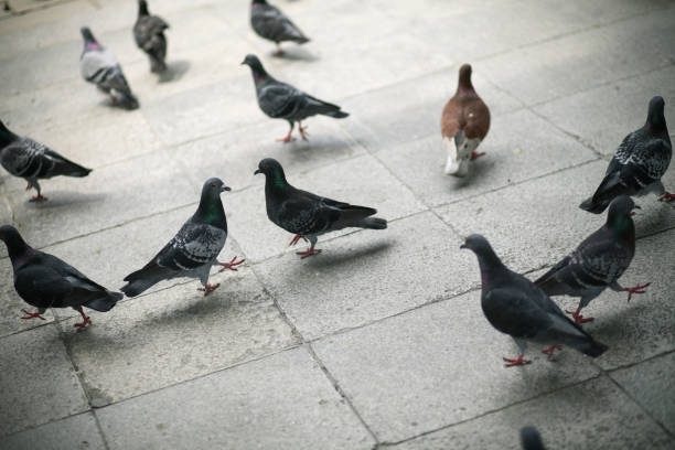 istock Friendly Pigeons of the Temple 182813744