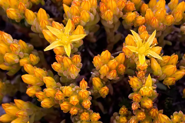 Photo of Group of Small Yellow Succulent Alpine Wildflowers