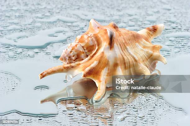 Shell On Water Shell On Water Stock Photo - Download Image Now - Animal Shell, Blue ...
