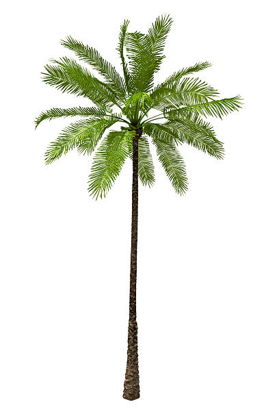 Graphic of a palm tree on a white background stock photo
