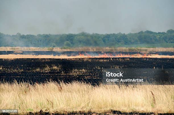 Burning Wheat Fields Stock Photo - Download Image Now - Burnt, Cereal Plant, Fire - Natural Phenomenon