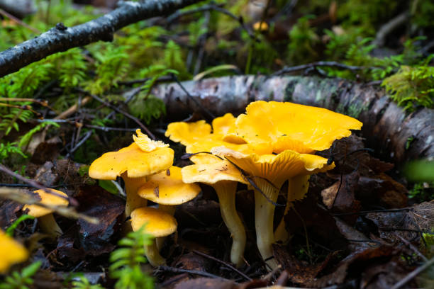 istock Foraging wild Golden yellow Chanterelles Mushrooms - Girolles 1828141488