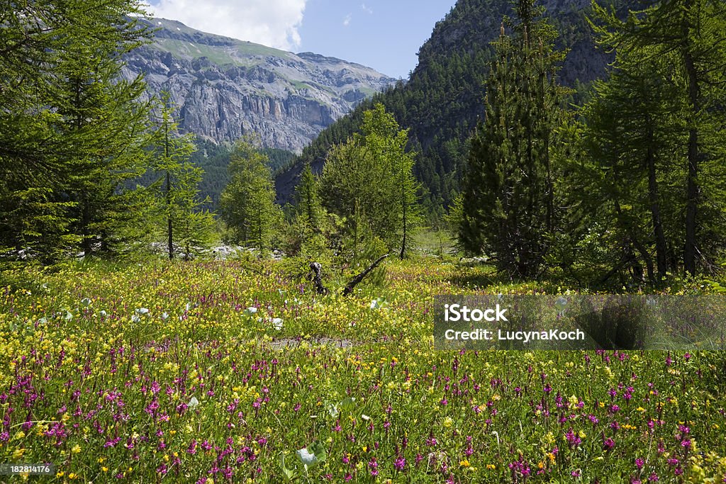 Fruehlingswiese - Lizenzfrei Alpen Stock-Foto