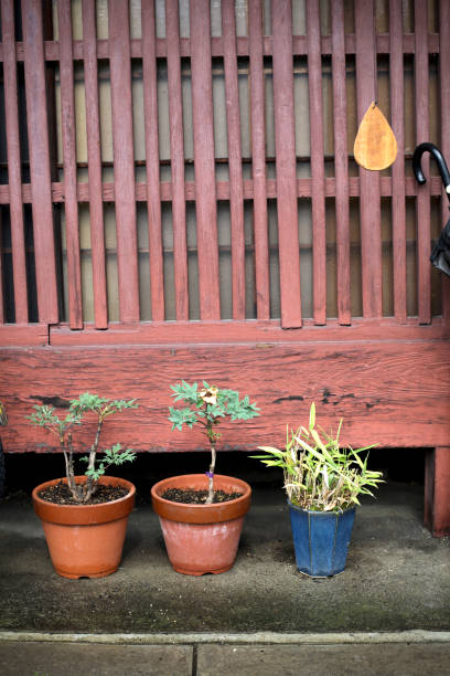 istock Flowers and Door 182814227
