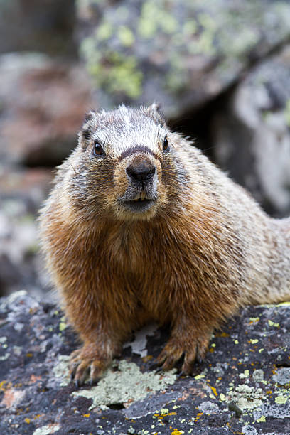 istock Yellow Bellied Marmot 182814232