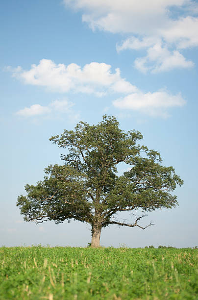 istock Solitary oak tree in grassy field 182814315