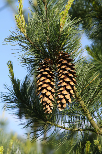 A pair of freshly opened pine cones