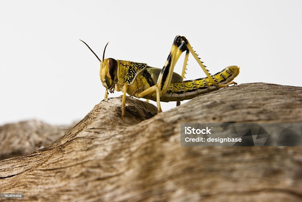 Desert Locust - Lizenzfrei Wüstenheuschrecke Stock-Foto