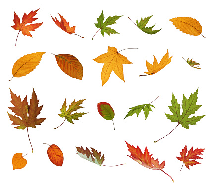 Different Falling Autumn Leaves for your own design.