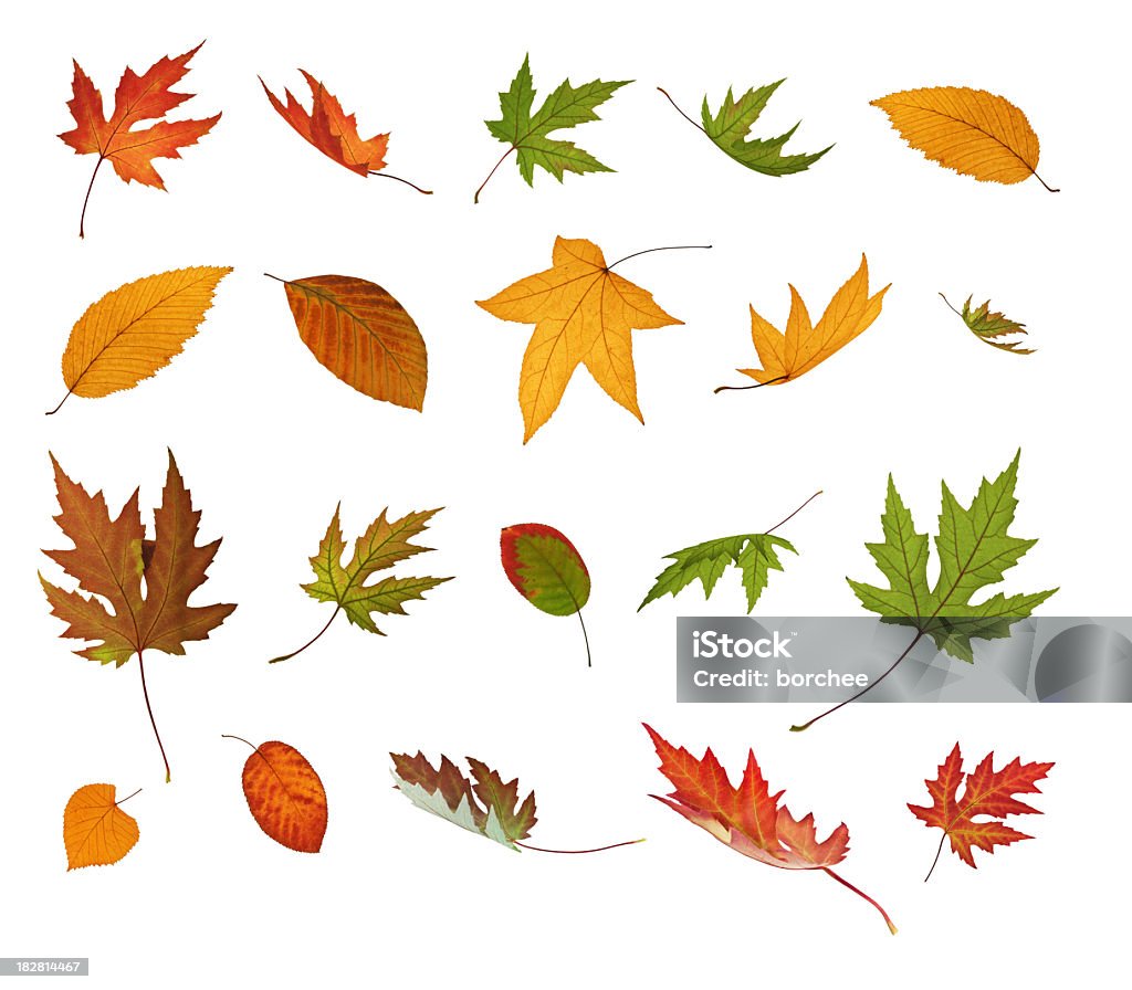 Vários cair folhas de Outono - Royalty-free Folha Foto de stock