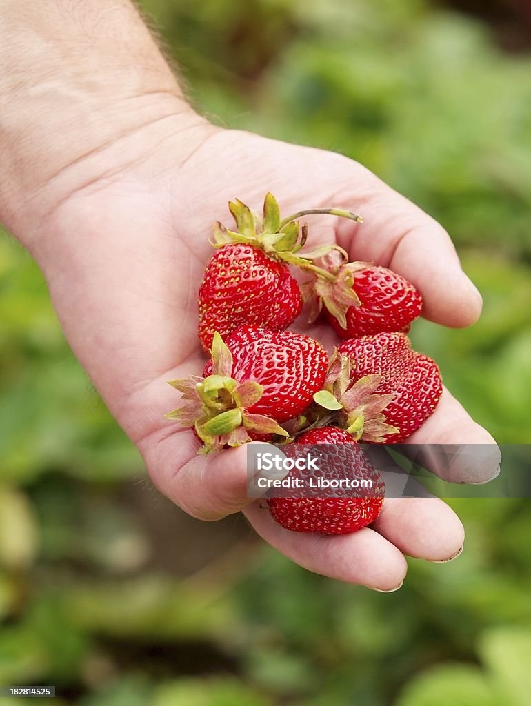 Strawberry harvest Strawberry harvest - fresh strawbery in farmer&#180;s hand Agricultural Field Stock Photo