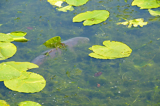 fish se cachent dans les eaux peu profondes - lily pond photos et images de collection