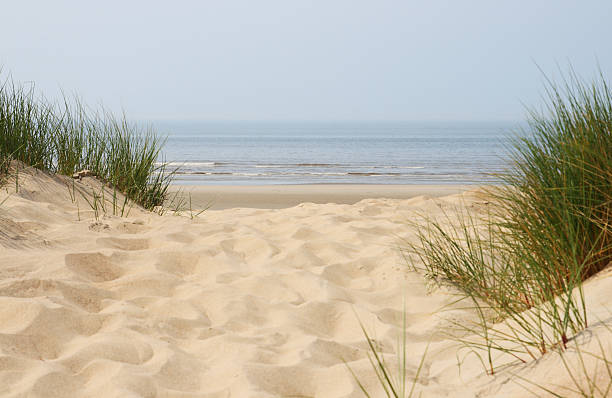 istock Sand dunes on beach at north sea 182814884