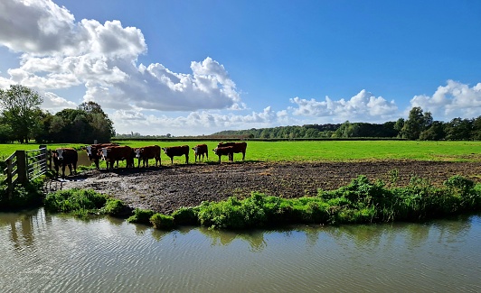 Cows on grass meadow or green pasture waiting in front of fence. \nFlat agricultural landscape (Netherlands, Europe) - water in foreground and cloudscape above