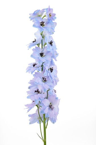 Blue Purple Delphinium Larkspur  Flower Pot Beautiful My Garden Plants Interior