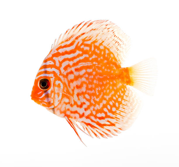 beautiful discus fish snakeskin discus isolated on white symphysodon aequifasciatus stock pictures, royalty-free photos & images
