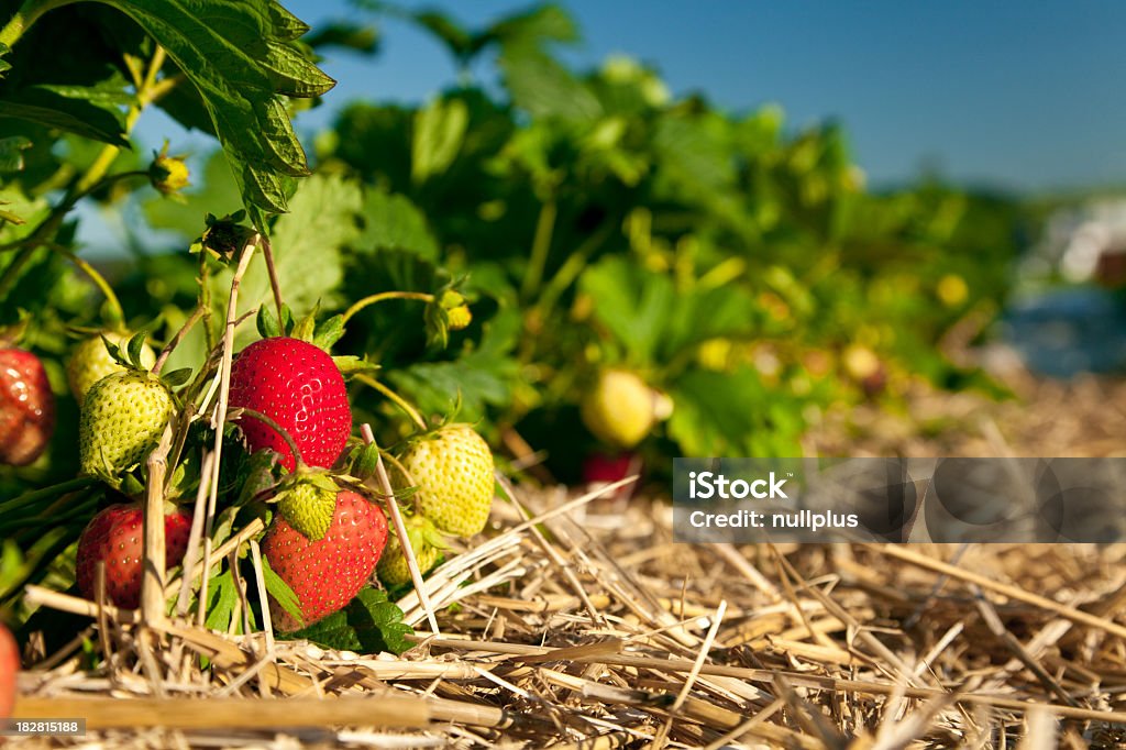 Campo de Morango - Foto de stock de Agricultura royalty-free