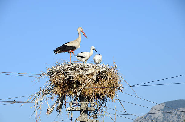 Stork Family stock photo