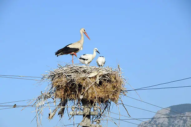 Stork's nest on the power line..