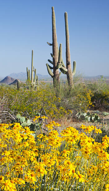 istock Flowering Brittlebush in the Desert 182815669