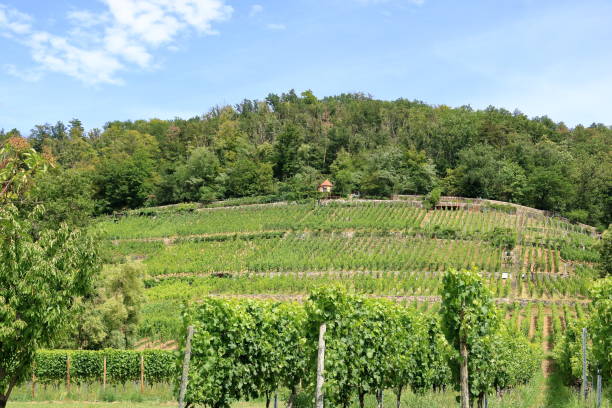 istock Wine growing in Pillnitz at the Saxon Wine Route, Germany 1828157381