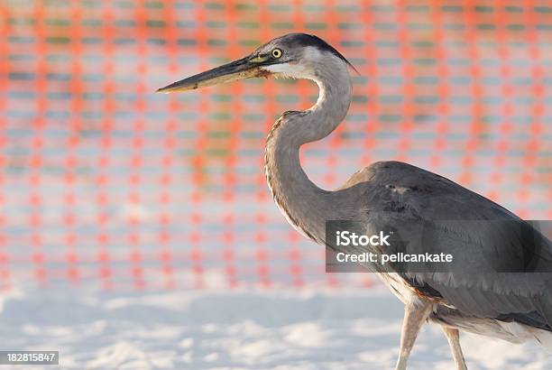 Engrasada Garza Azul Foto de stock y más banco de imágenes de Animal - Animal, Derrame de petróleo, Alabama