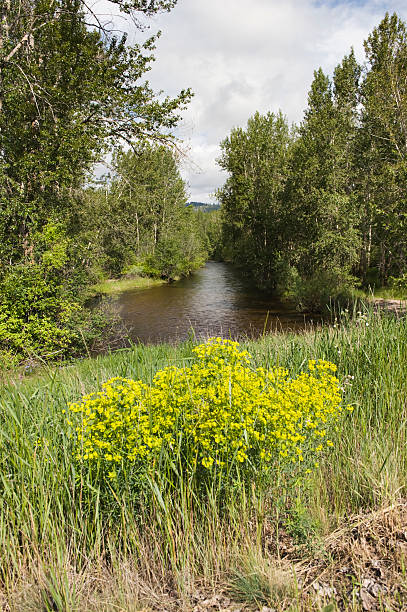 istock LoLo Creek Montana 182815948