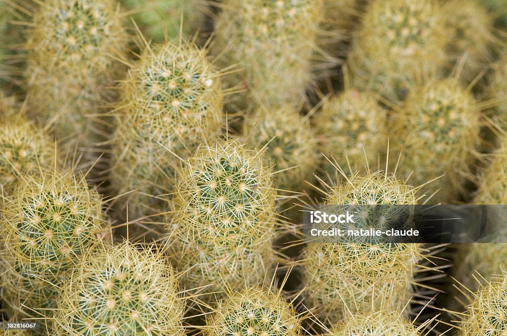 cactus de fondo - Foto de stock de Amarillo - Color libre de derechos