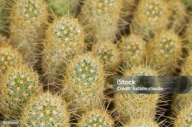 Cactus De Fondo Foto de stock y más banco de imágenes de Amarillo - Color - Amarillo - Color, Arbusto, Cactus