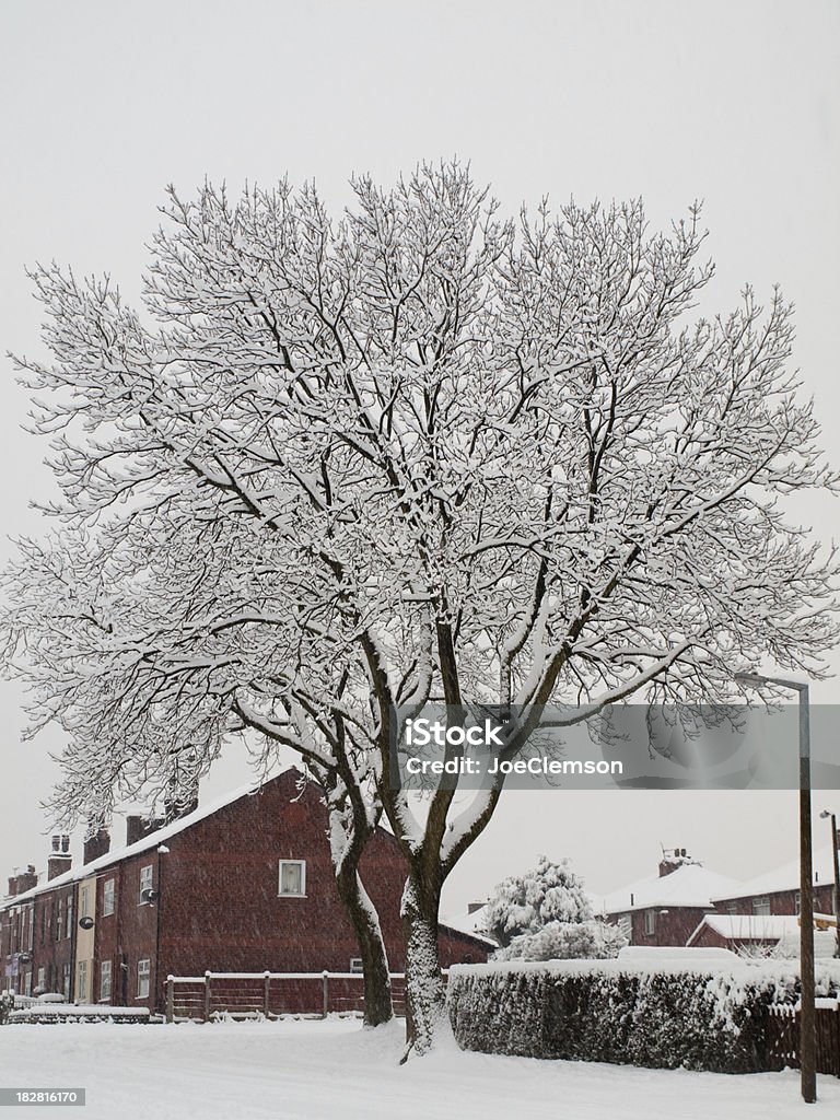 Albero coperto di neve sulla strada suburbana Inghilterra del Nord - Foto stock royalty-free di Albero