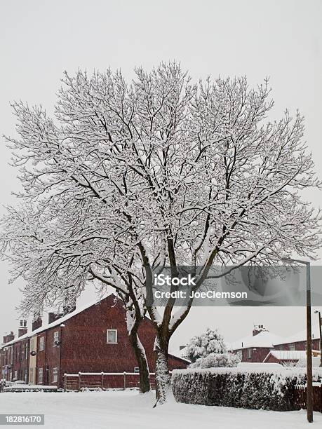 Albero Coperto Di Neve Sulla Strada Suburbana Inghilterra Del Nord - Fotografie stock e altre immagini di Albero