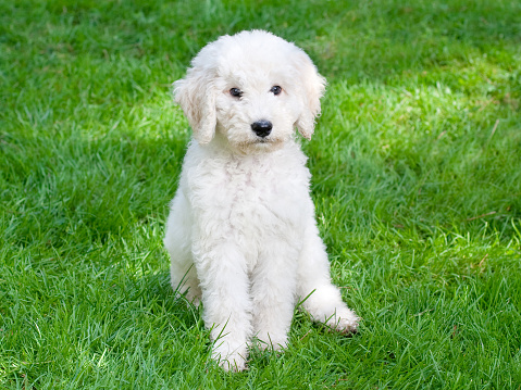 white Labradoodle puppy, 10 weeks old