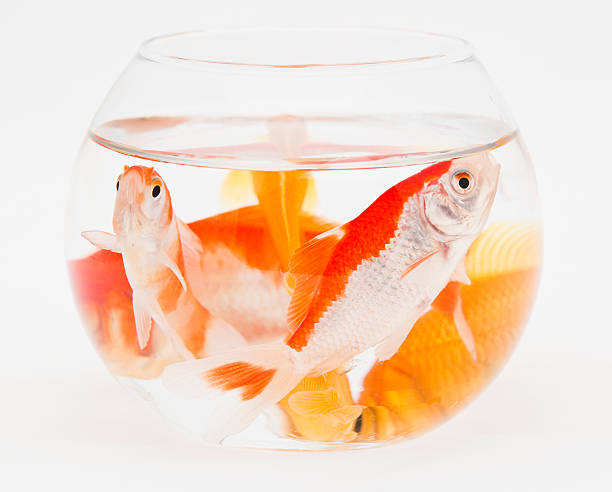 переполненность круглый аквариум - fishbowl crowded goldfish claustrophobic стоковые фото и изображения