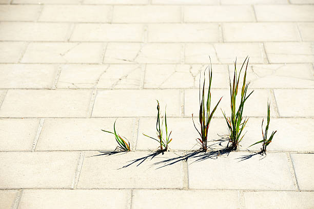 weed oltrepassa piastrelle in cemento - sidewalk concrete textured textured effect foto e immagini stock