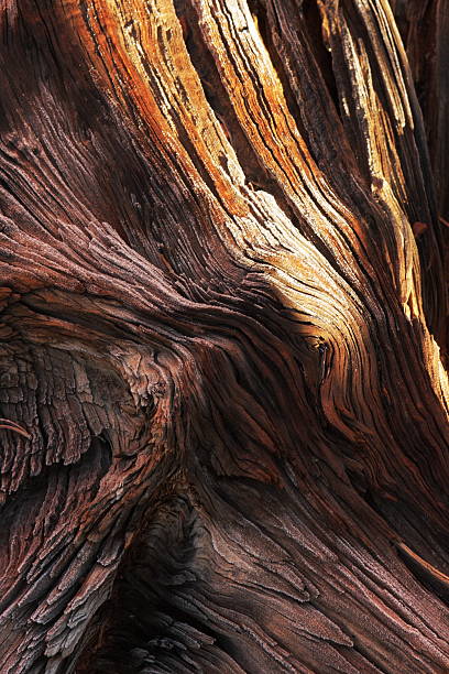 istock Stump Frost Woodgrain Ice 182816588