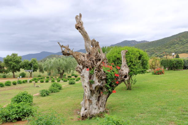 Trees and plants growing in grassy landscape on mountain against sky