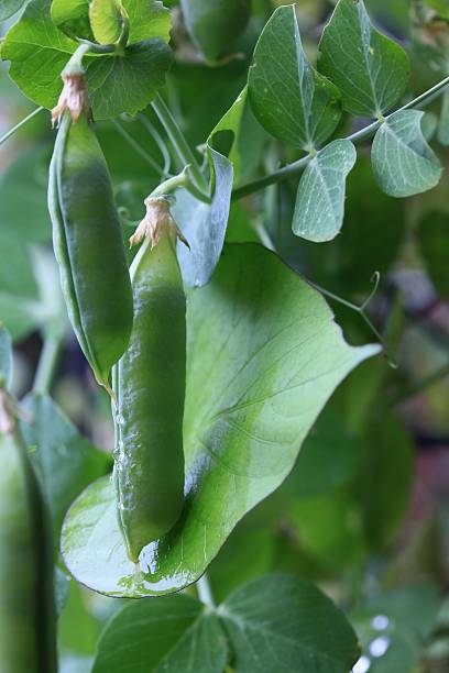 istock Peas and sweet potato vine 182816772