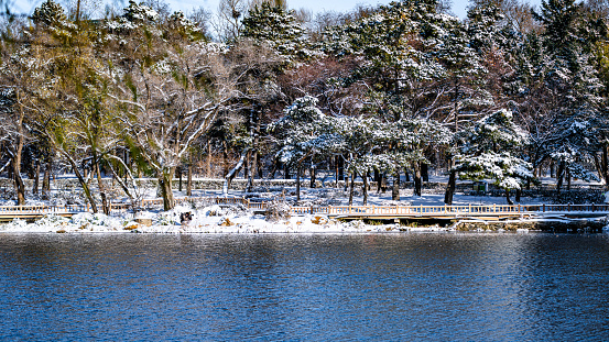 Snow scene in the forest in Nanhu Park, Changchun, China after the first snowfall