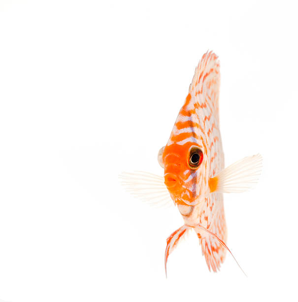 Discus Fish Fron View Stock Photo - Download Image Now - Fish