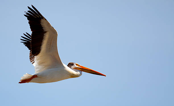 istock White Pelican Flying Alone in Blue Sky 182816803