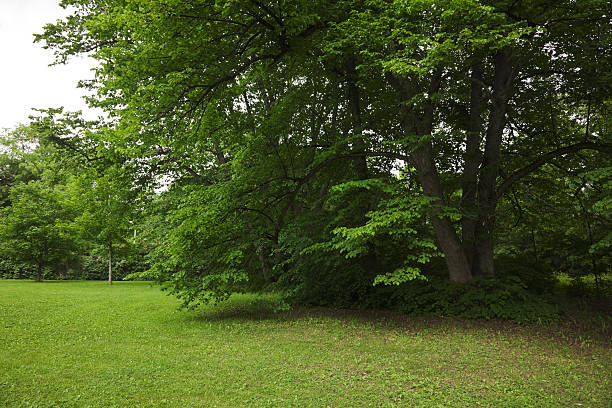 istock Green park  with large old decideous trees and shaded areas. 182816858