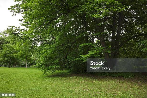 Зеленый Парк С Большой Старый Decideous Деревьев И Затененные Участки — стоковые фотографии и другие картинки Без людей