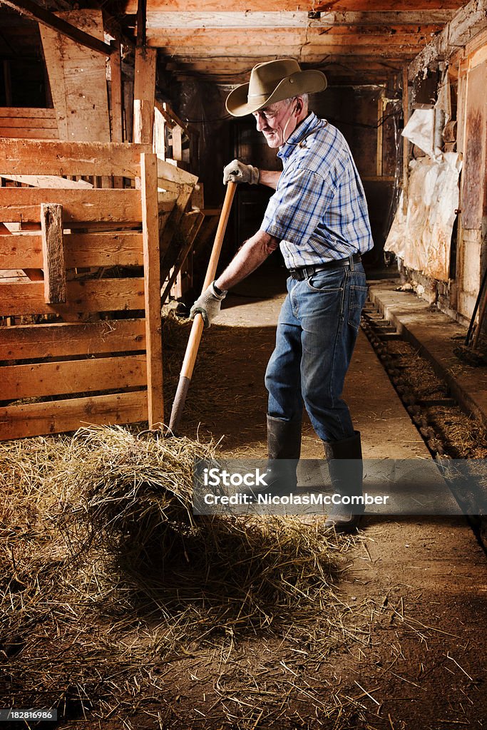 Senior farmer forking a haystack in his barn Senior farmer cleaning his barn by moving straw with a pitchfork. 60-69 Years Stock Photo