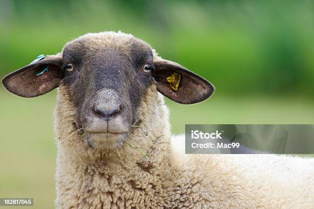 Retrato De Oveja Foto de stock y más banco de imágenes de Cabeza de animal - Cabeza de animal, Mirar, Oveja - Mamífero ungulado