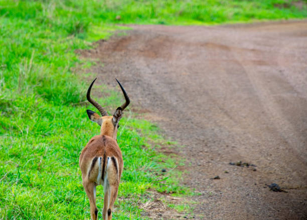 antelope in the bush of South Africa