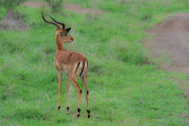 espécime bonito de selvagem impala - impala - fotografias e filmes do acervo