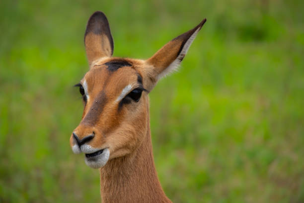 istock Pretty specimen of wild Impala 1828171455
